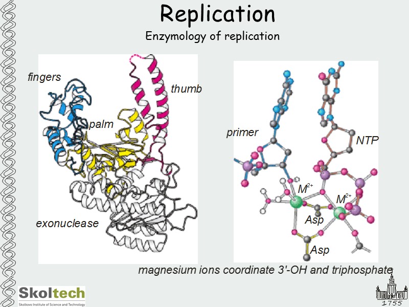 Replication Enzymology of replication